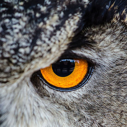 oog